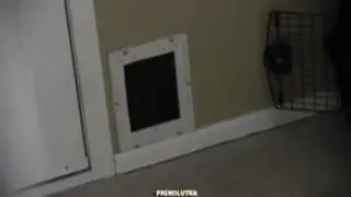 Явление кота народу)))
