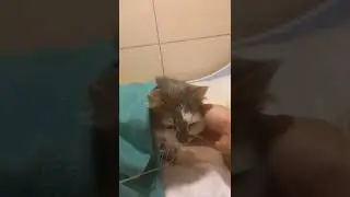Мой любимый старенький котик Шимон в реанимации после операции по удалению раковой опухоли...