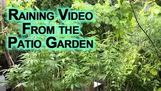 Raining Video From the Patio Garden From a Few Days Ago, Late July 2026 [ASMR]