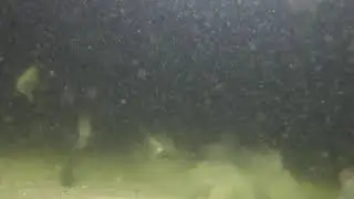 A Speckled Trout and Mangrove Snapper attack the same prey