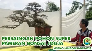 PERSAINGAN KETAT POHON SUPER DI PAMERAN JOGJA  || #SEKOLAHBONSAIGRATIS