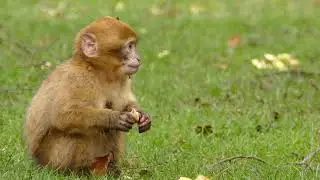 Cute Animal In the Park | Beautiful Monkey Is Eating  In Park 