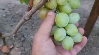 НОВИНКА 2024г!!! ГФ Винограда БУЯН (КАЛУГИН В.М.). ТЕЛ: 8989 538 12 89 (Ватсап,Телеграмм).