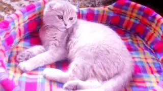 ВИСЛОУХИЙ КОТЕНОК ИГРАЕТ С ИГРУШКАМИ! Смешные коты и котята 2017. Приколы с котятами
