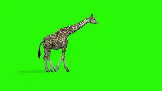 Giraffe mammal green screen free stock video clip no copyright green screen giraffe 
