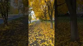 Осенний листопад 🍁🍁 в помощь дворникам 🙂
