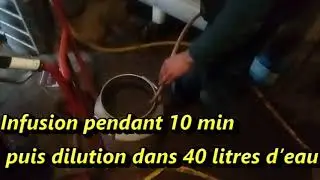 Essai d'infusion de thym, sureau noir, eucalyptus contre la toux des veaux