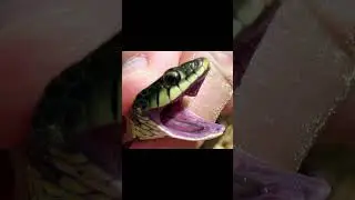 The Lovely Plains Garter Snake