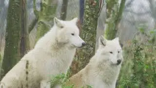 wolves free use and No Copyright to subscriber