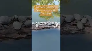 греются на бревне