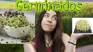 Como hacer Germinados fáciles paso a paso / grano /brotes / legumbres / económico / quedate en casa