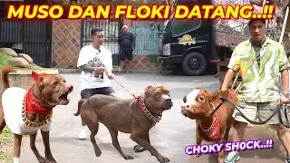 HISTER1S..!!! THE FIRST TIME MUSO AND FLOKI MEET CHOKY