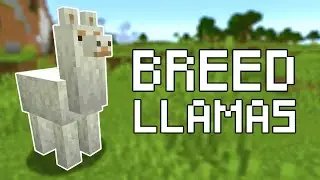 How to Breed Llamas in Minecraft (All Versions)