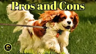 Cavalier King Charles Spaniel
