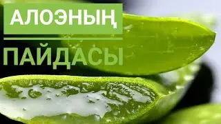 #Алоэ неге пайдалы#Пайдалы ақпарат#Пайдалы ақпараттар#Пайдалы кеңес#алоя вера#керек арна#керек кеңес