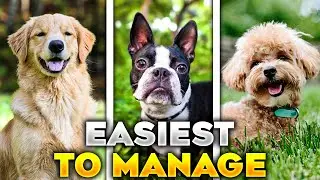 20 EASIEST Dog Breeds to Manage | Best for New Owners