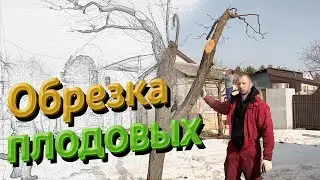 Обрезка плодовых деревьев от Козырного агронома