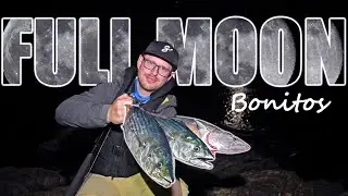 Why didn't I know it? Catch BONITO Easy!!!