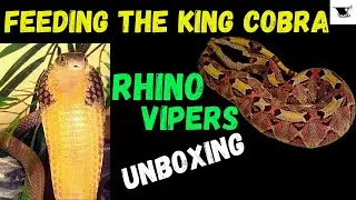 The Ultimate King Cobra Feeding & Unboxing Experience!