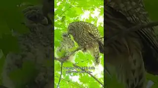 I want you to fall in love with owls with me