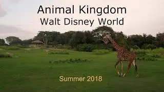 Disney World Summer 2018 | Animal Kingdom