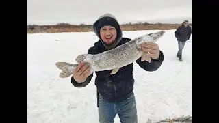 Жаманколь зимняя рыбалка в Кызылорде. Щука. 2020