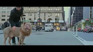 Walking with lion in NYC street .