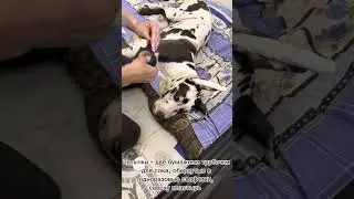 Ставим ушки после купирования немецкому догу😍