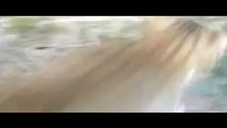 Kucing Sang Predator Kejam