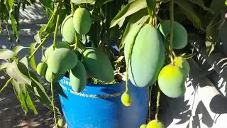 #mango #terracegarden #mumbai #organic #fruit #organicfarming #agriculture #manga #funny #viral