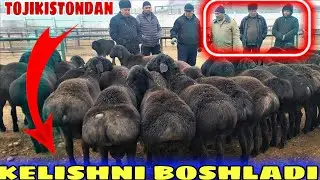 2022 YIL QO'QON OPTOM QO'Y BOZORI NARXLARI JUDA KO'P QO'Y KIRDI