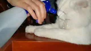 WHITTON The white maine coon cat
