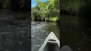 🔊 Kayaking ASMR #ASMR #pov #kayak #travel #satisfying #florida  #everglades #SummerSounds #captain
