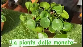 La pianta delle monete - Pilea