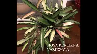 Wishlist Hoya Kentiana Variegata | Plant Mail | Medium Light Plant | Low to Medium Humidity Plant