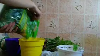 Замиокулькас.Жёлтый лист. Что не так? Пересадка?