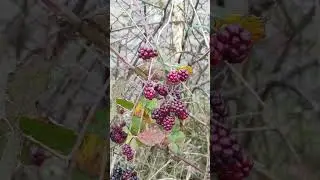 Прогулка по Белосарайской Косе 28.10.23. Сегодня даже без моря 😀
