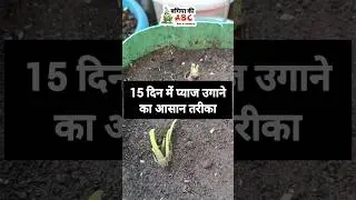 Ghar me pyaj ugane ka asan tarika 