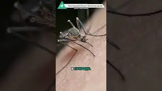 This 3D printer prints a mosquito's trunk!