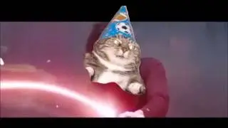 Битва вжух котов