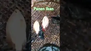 panen ikan #cover #music #remix #games #game #gameplay #gamer #gamers #ikan #airtawar #coversong