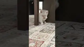 Миленькая ути-пусичка #хочуврек #милота #мило #котик #малютка #милашка