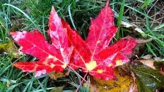 (Chords/Lyrics) It's Friday - Dean Brody Feat. Great Big Sea