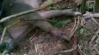 jerat babi hutan tetap mantap#berburubabi