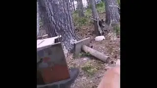 Кот прогнал медведя