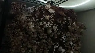 Shiitake Mushroom Fruiting Time-lapse