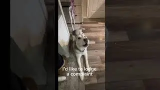 Husky Complains About Kitty #huskyfamily #huskyrevolution