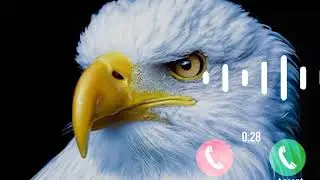 Eagle 🦅 ringtoneNew message ringtone, best sms tone, notification ringtone , notification sound