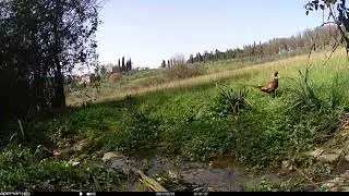 Fagiano