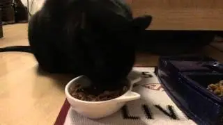 sage The Cat